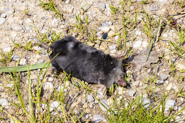 Dead European mole