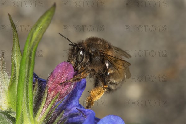 Hairy-footed flower bee