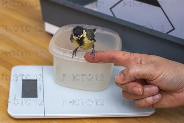 Young great tit weighs 15 grams