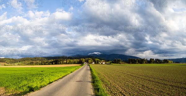 Road to the Thann castle ruins