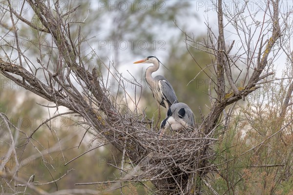 Grey heron