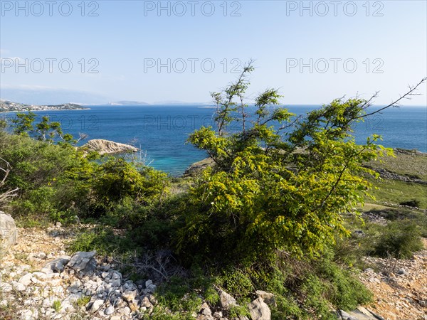 Sparse vegetation on the coast