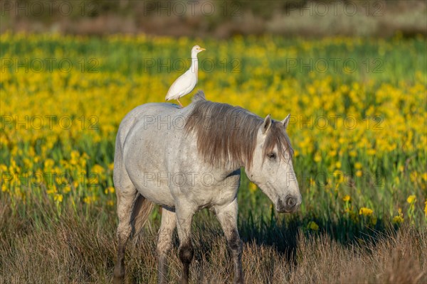 Camargue horse and cattle