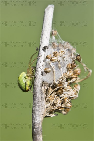 Pumpkin spider