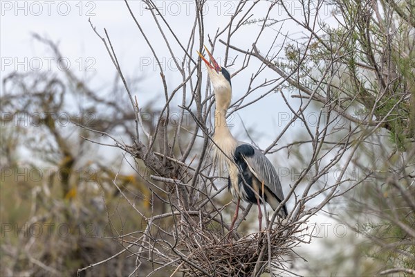 Grey heron