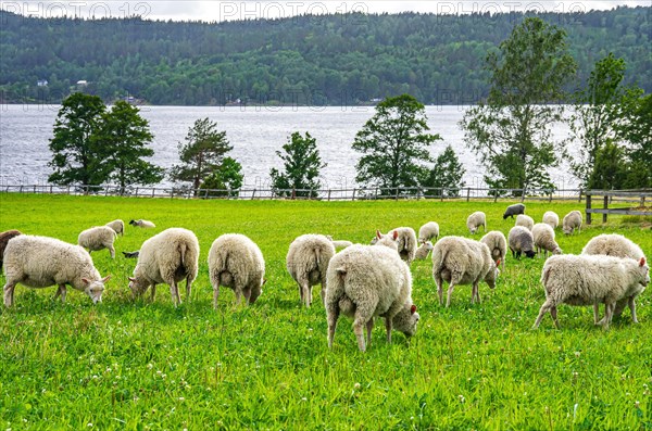 Grazing flock of sheep in a meadow by a lake near Hoegsbyn in Dalsland