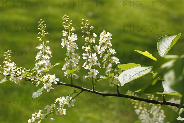 European bird cherry