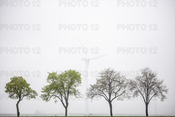 Trees along a country road stand out in front of wind turbines in Vierkirchen