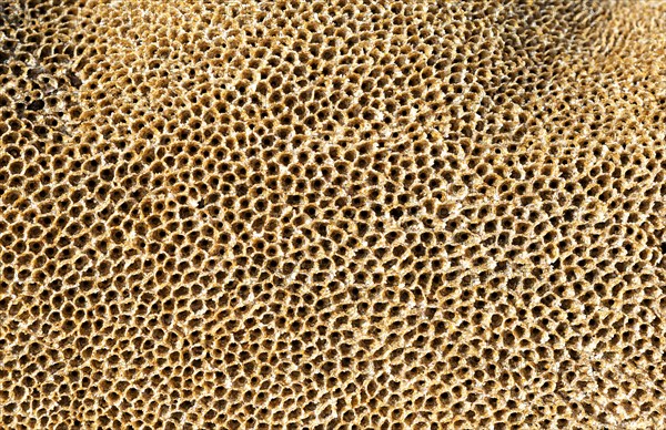 honeycomb worm