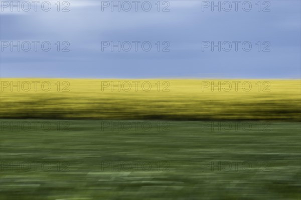 A rape field under a blue sky