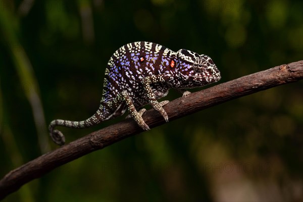 Rediscovered female voeltzkow's chameleon