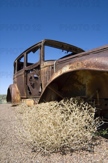 Old rusty car and Prickly Russian Thistle