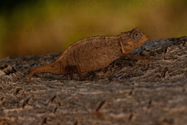 Ankarana ground chameleon
