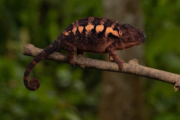 Female panther chameleon