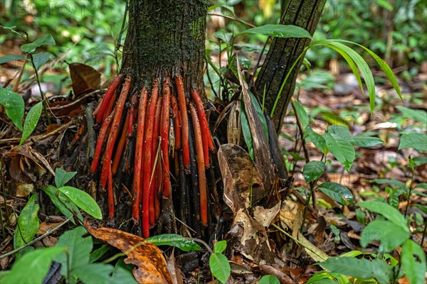 Red aerial roots of the acai palm tree