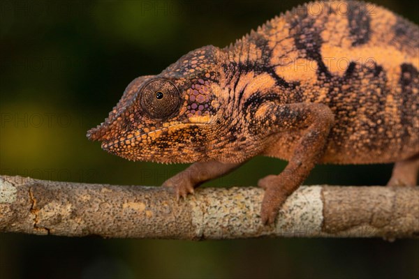 Female Angels chameleon