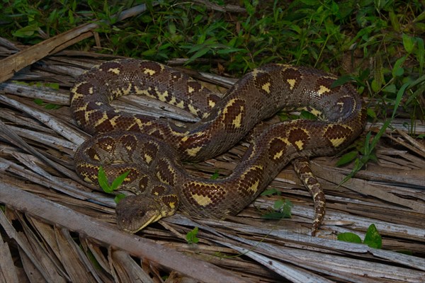 Madagascar dog-head boa