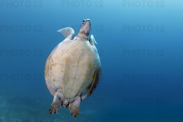 Green turtle