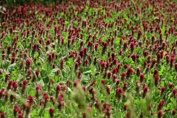Incarnate clover