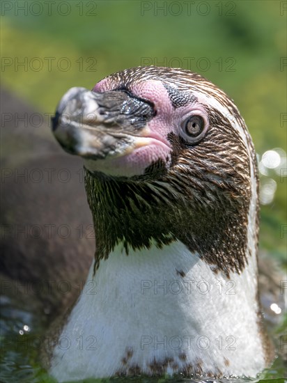 Humboldt penguin