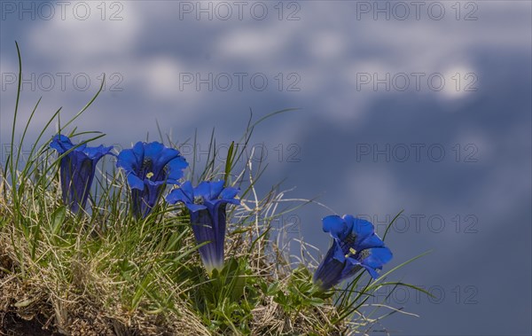 Alpine Gentian