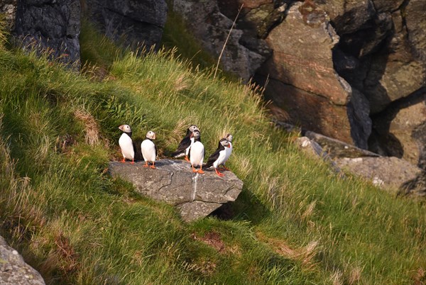 Puffin