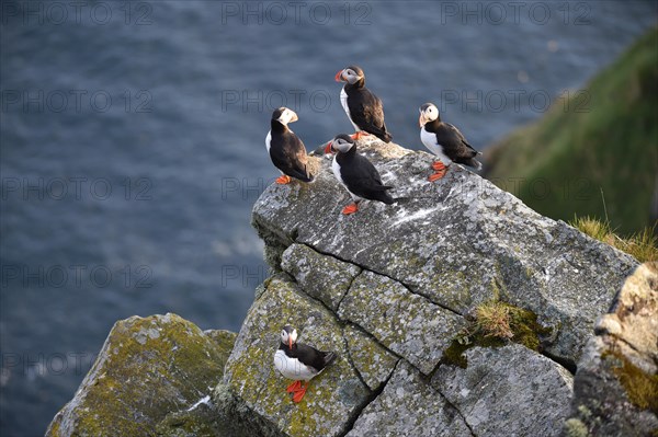 Puffin