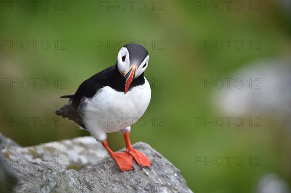Puffin
