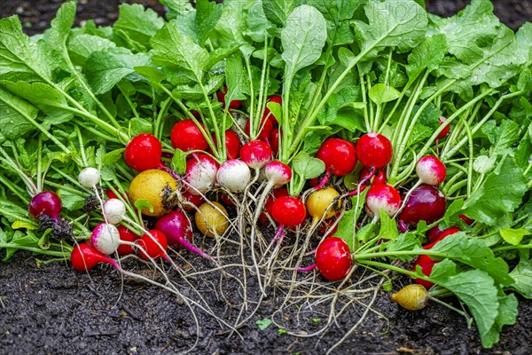 Colourful radish