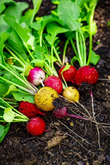 Colourful radish