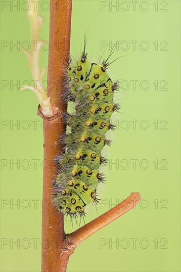 Small emperor moth