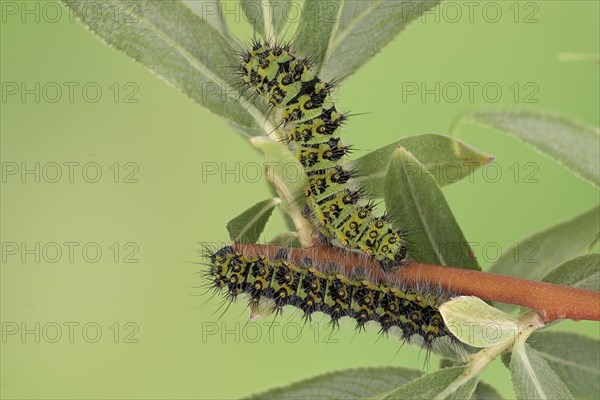 Small emperor moth