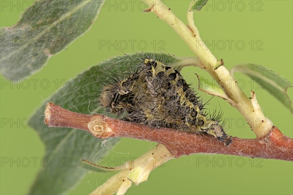 Small emperor moth