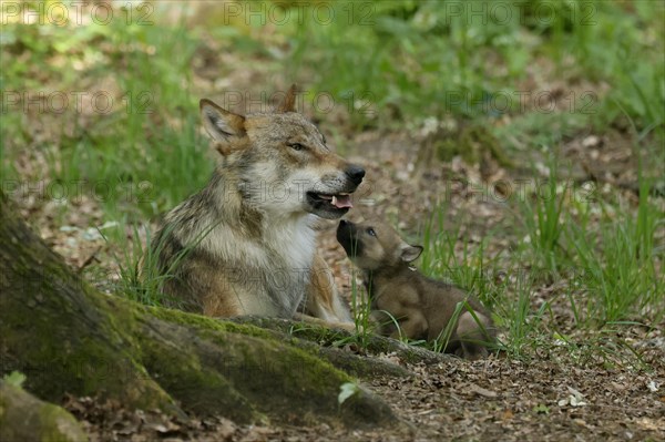 European gray wolf