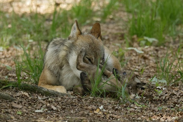 European gray wolf