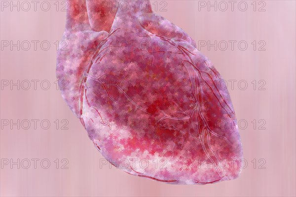 Heart The heart has a hollow muscle and 4 chambers