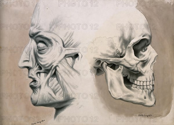 (left) with muscles and tendons, (right) skull bones, Historical, digitally restored reproduction