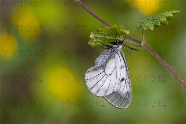 Clouded apollo