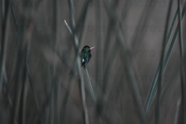 A glittering-bellied emerald