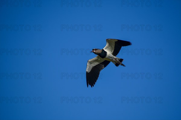 Single southern lapwing