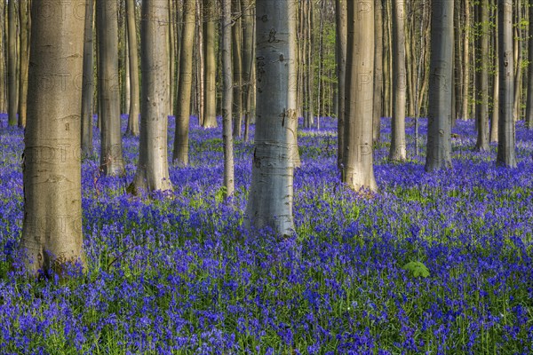 Blue flowering bluebells