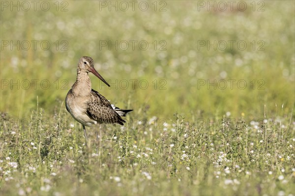 In a meadow