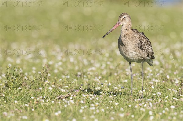 In a meadow