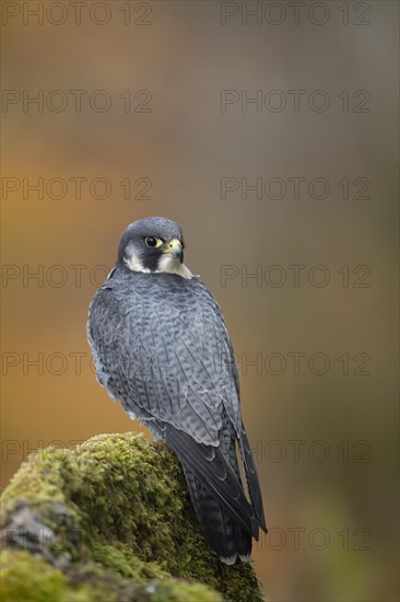 Peregrine falcon
