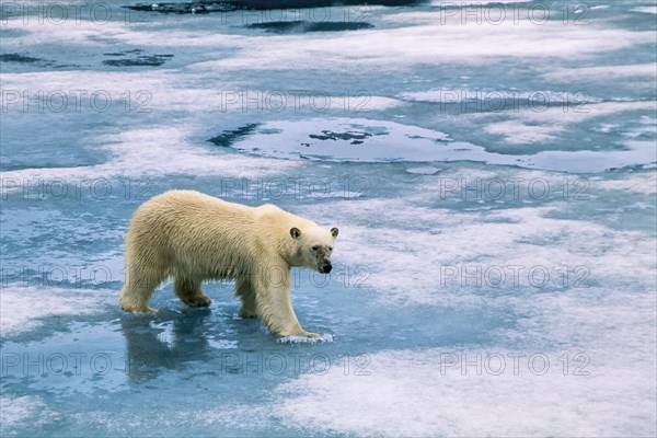 Polar bear