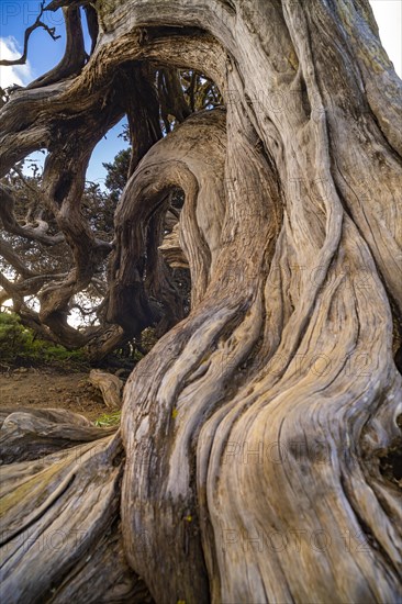 Juniper tree Sabina shaped by the wind near El Sabinar