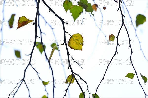 Birch