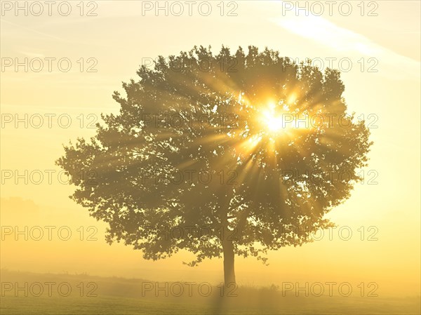 English oak