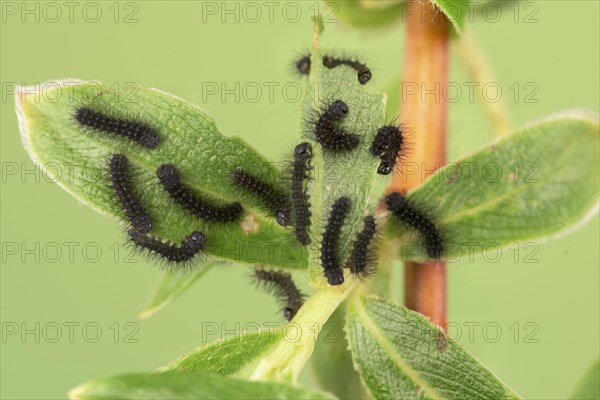 Small emperor moth