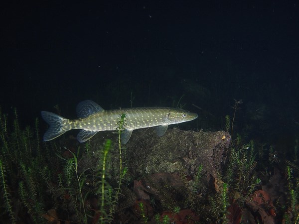 Pike